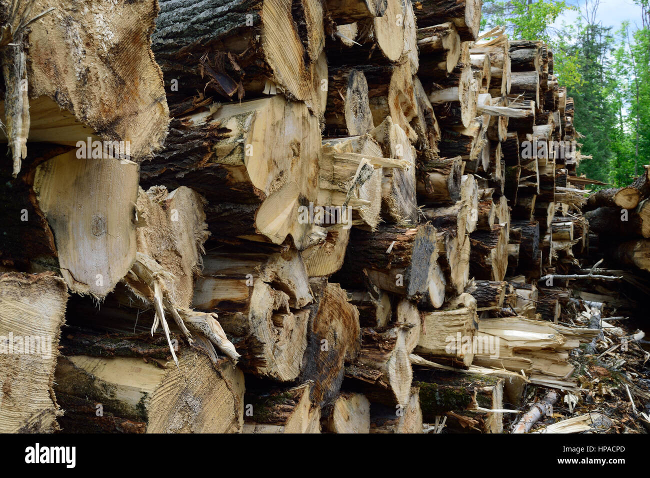 Tremore Aspen (Populus tremuloides) sul Log sbarco Foto Stock