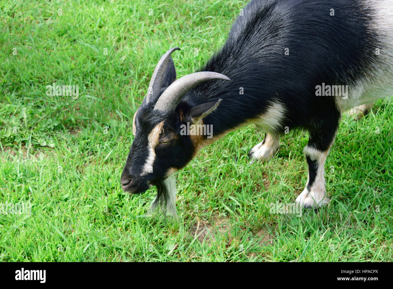 Maschio a corno di capra nana Foto Stock