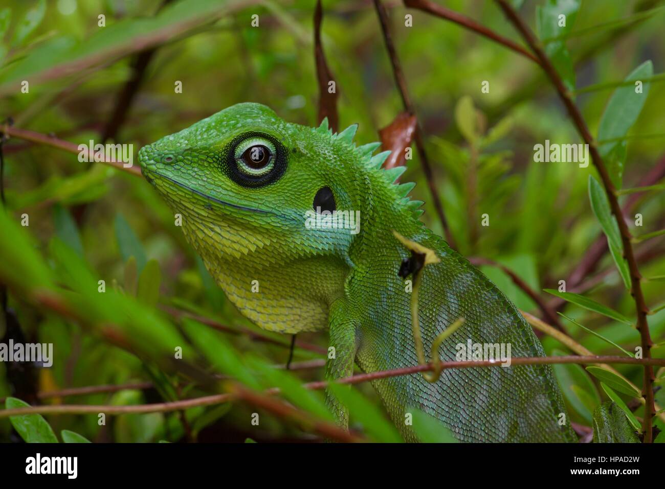 Close-up di un verde Crested Lizard (Bronchocela cristatella) di vegetazione in Kubah National Park, Sarawak, Malaysia Foto Stock