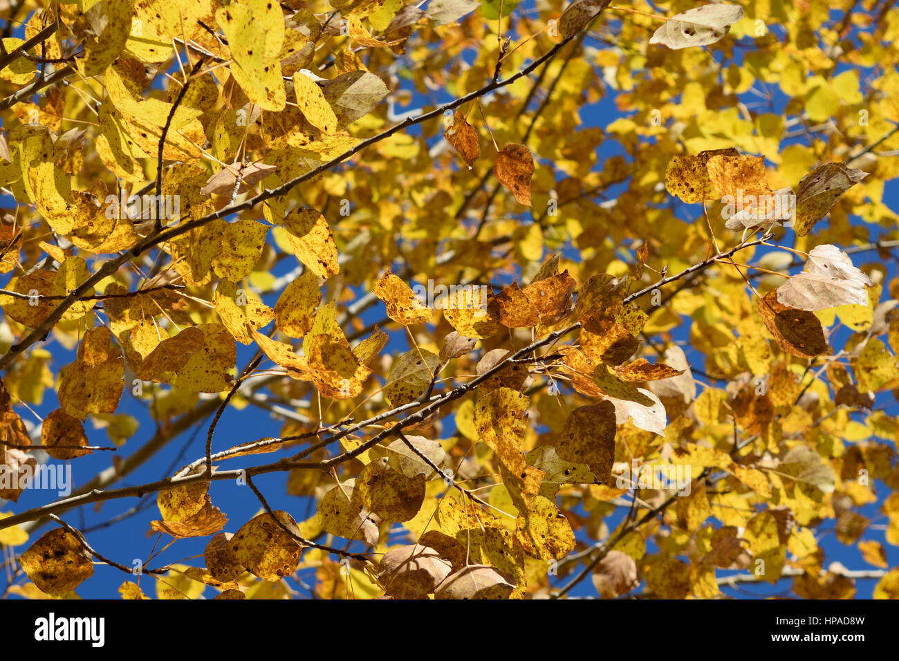 Vacilla Aspen (Populus tremuloides) che mostra i colori dell'Autunno Foto Stock