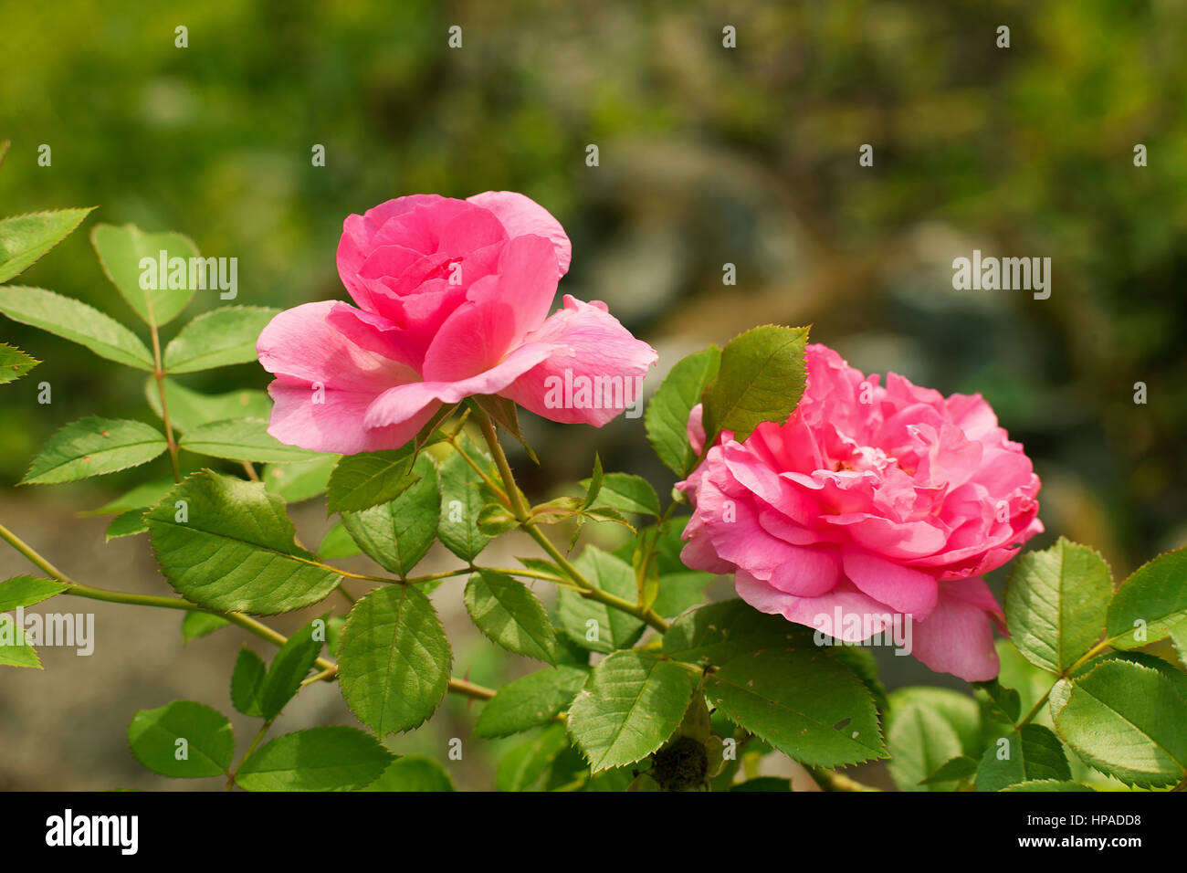 Le rose rosa in un giardino. Foto Stock