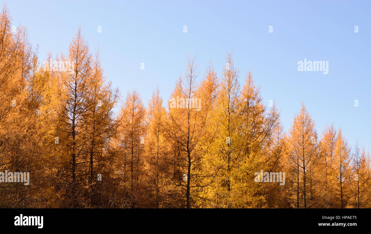 Tamarack (Larix laricina) che mostra i colori dell'Autunno Foto Stock