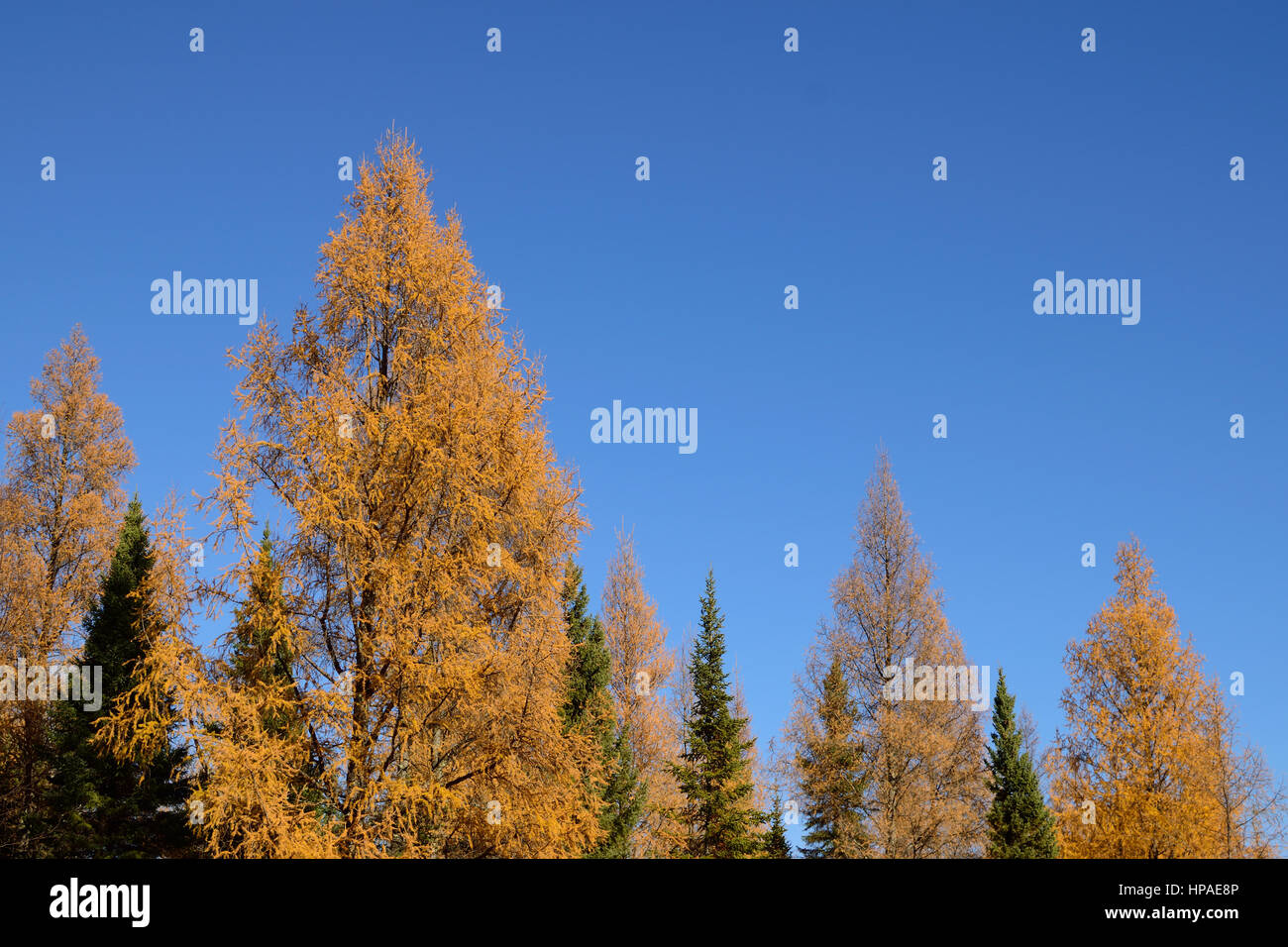 Tamarack (Larix laricina) nero e abete rosso (Picea mariana) Foto Stock