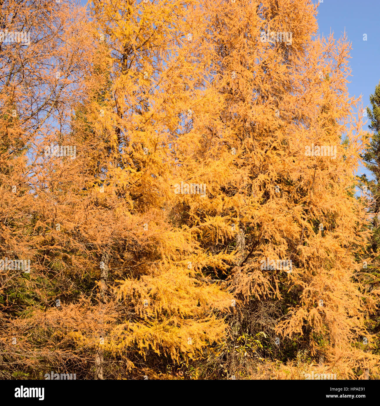 Golden Tamarack (Larix laricina) sulla soleggiata giornata di caduta Foto Stock