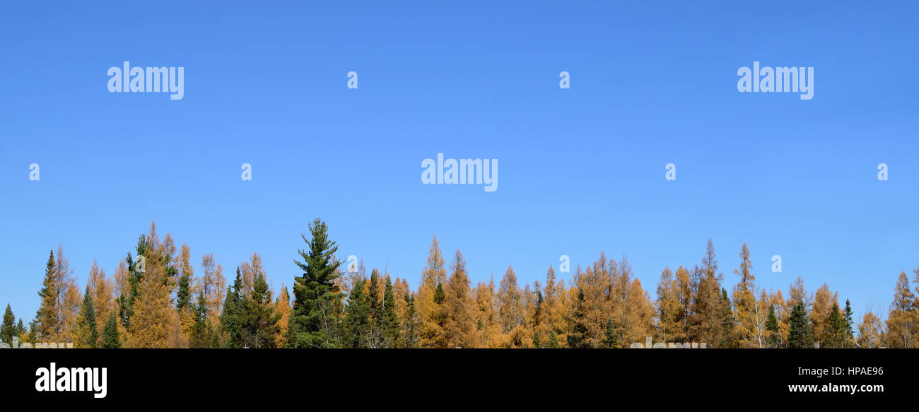 Tamarack (Larix laricina) e abete (picea mariana) e cielo blu Foto Stock