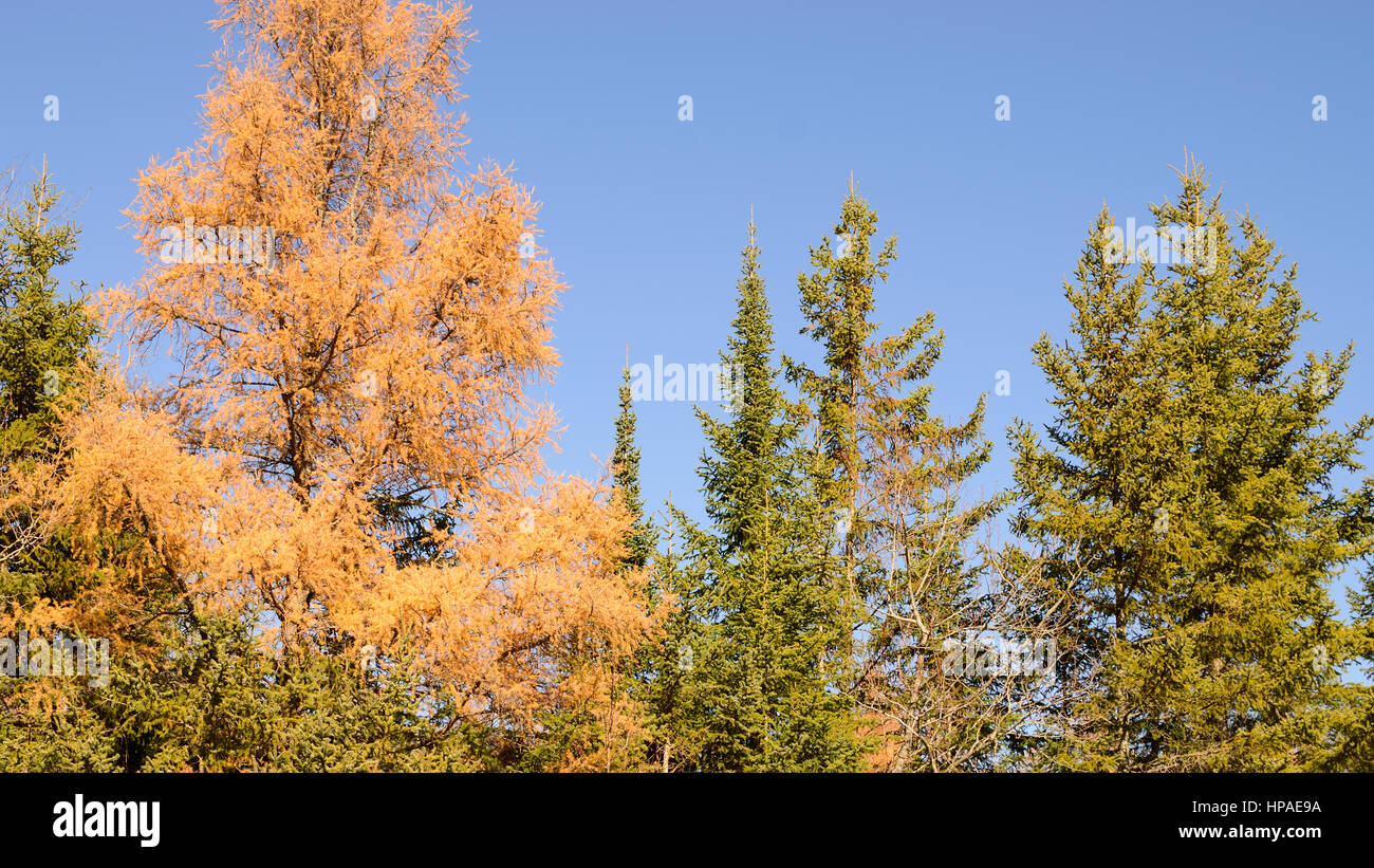Nero Abete (Picea mariana) e Tamarack (Larix laricina) in caduta Foto Stock