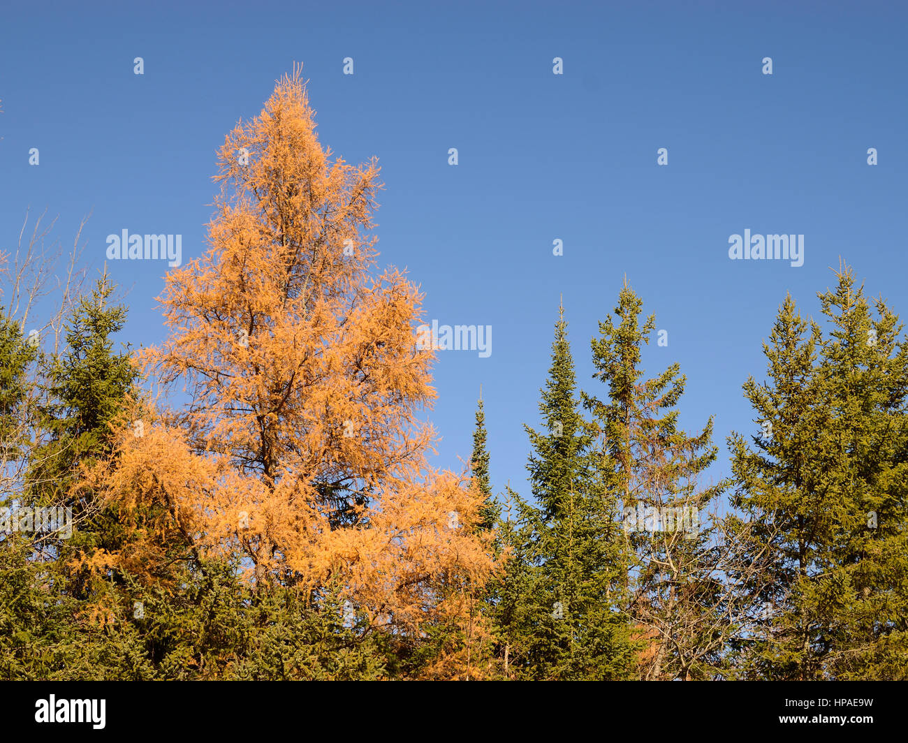Nero Abete (Picea mariana) e Golden Tamarack (Larix laricina) Foto Stock
