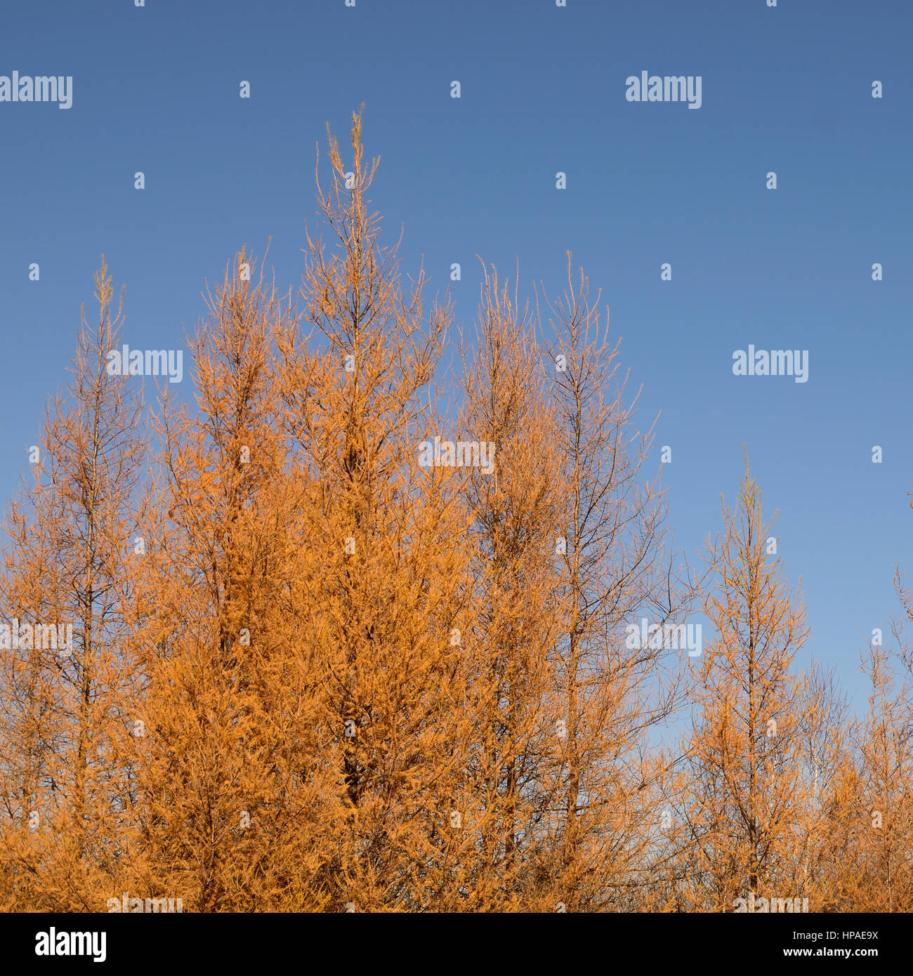Caduta Tamarack (Larix laricina) e cielo blu Foto Stock