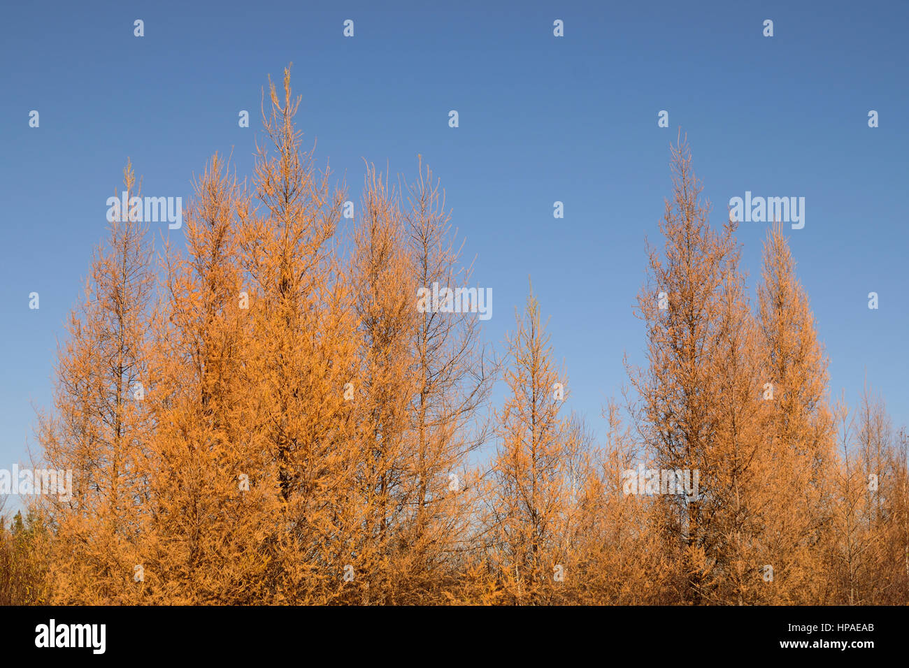Golden Tamarack (Larix laricina) sulla soleggiata giornata di caduta Foto Stock