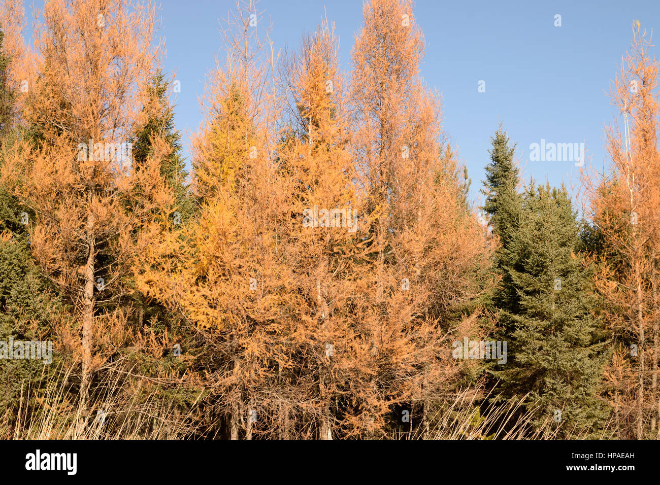 Il larice (Larix laricina) nero e abete rosso (Picea mariana) in caduta Foto Stock
