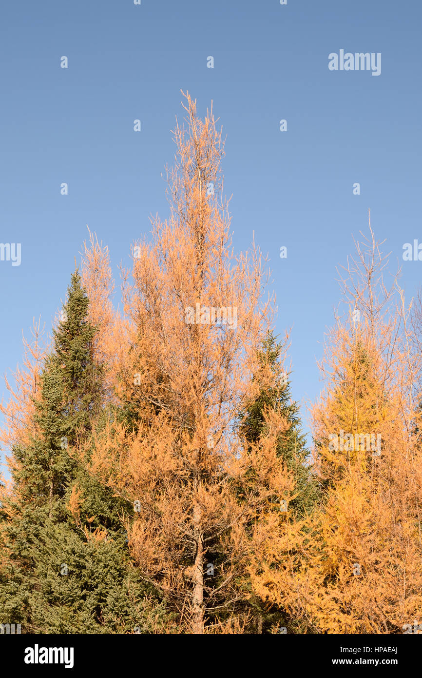 Eastern Larice (Larix laricina) nero e abete rosso (Picea mariana) Foto Stock