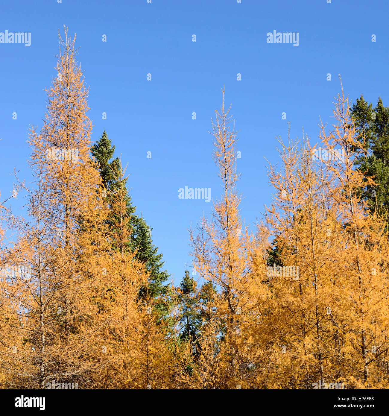 Eastern Larice (Larix laricina) nero e abete rosso (Picea mariana) Foresta Foto Stock
