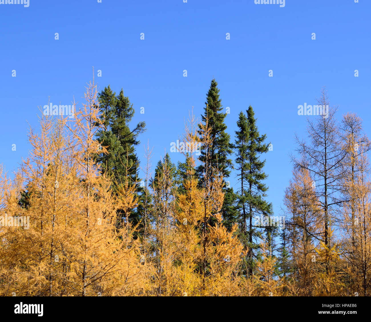 Tamarack (Larix laricina) nero e abete rosso (Picea mariana) Foresta Foto Stock