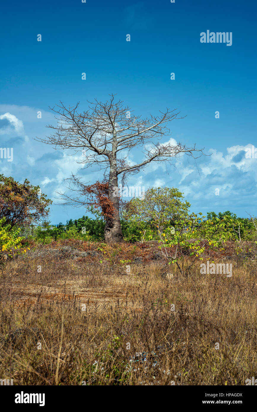 Un vecchio baobab, Kizimkazi Dimbani village, Zanzibar, Tanzania Foto Stock