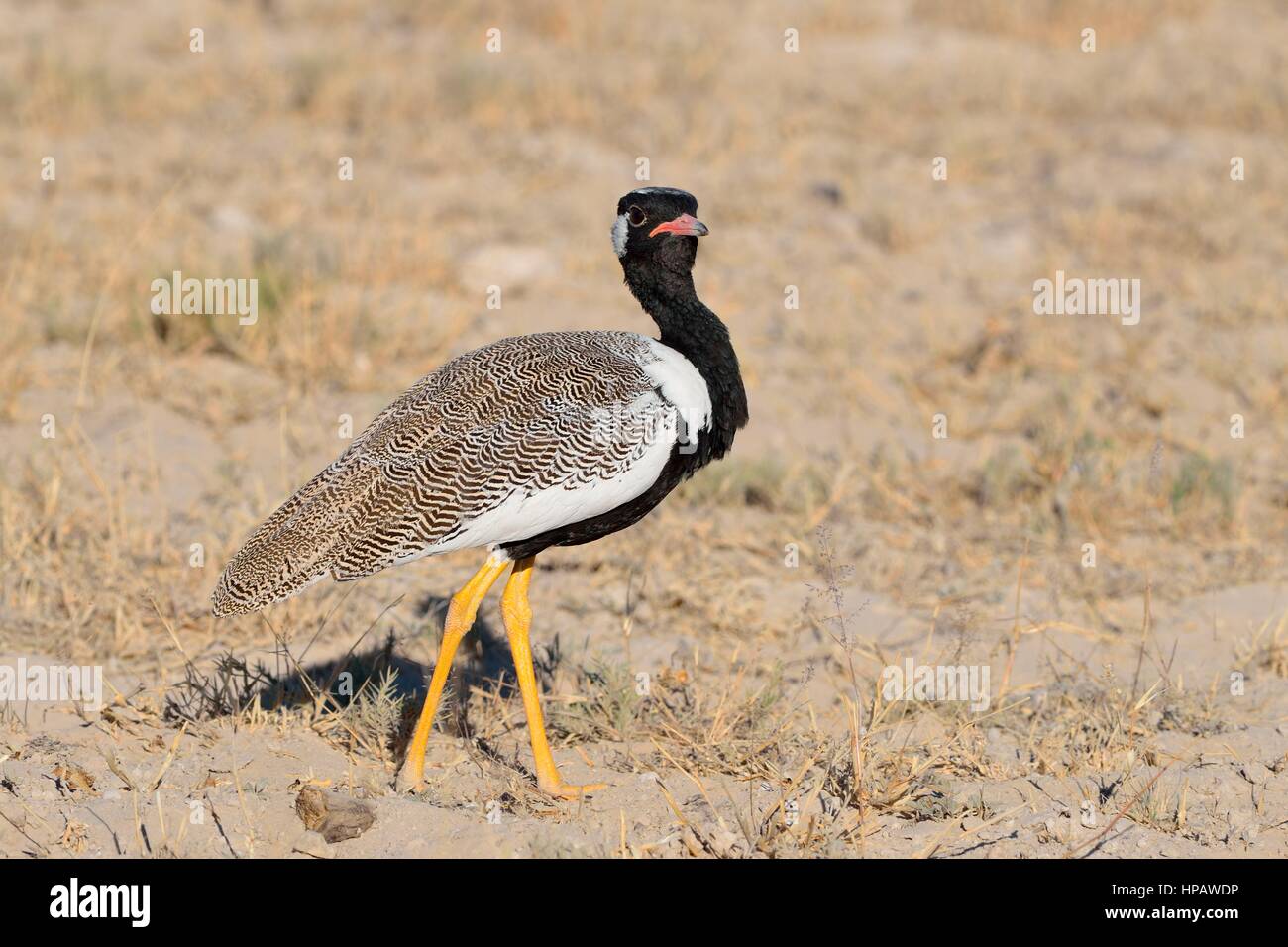 Nero nord korhaan (Afrotis afraoides), adulto maschio, il Parco Nazionale di Etosha, Namibia, Africa Foto Stock