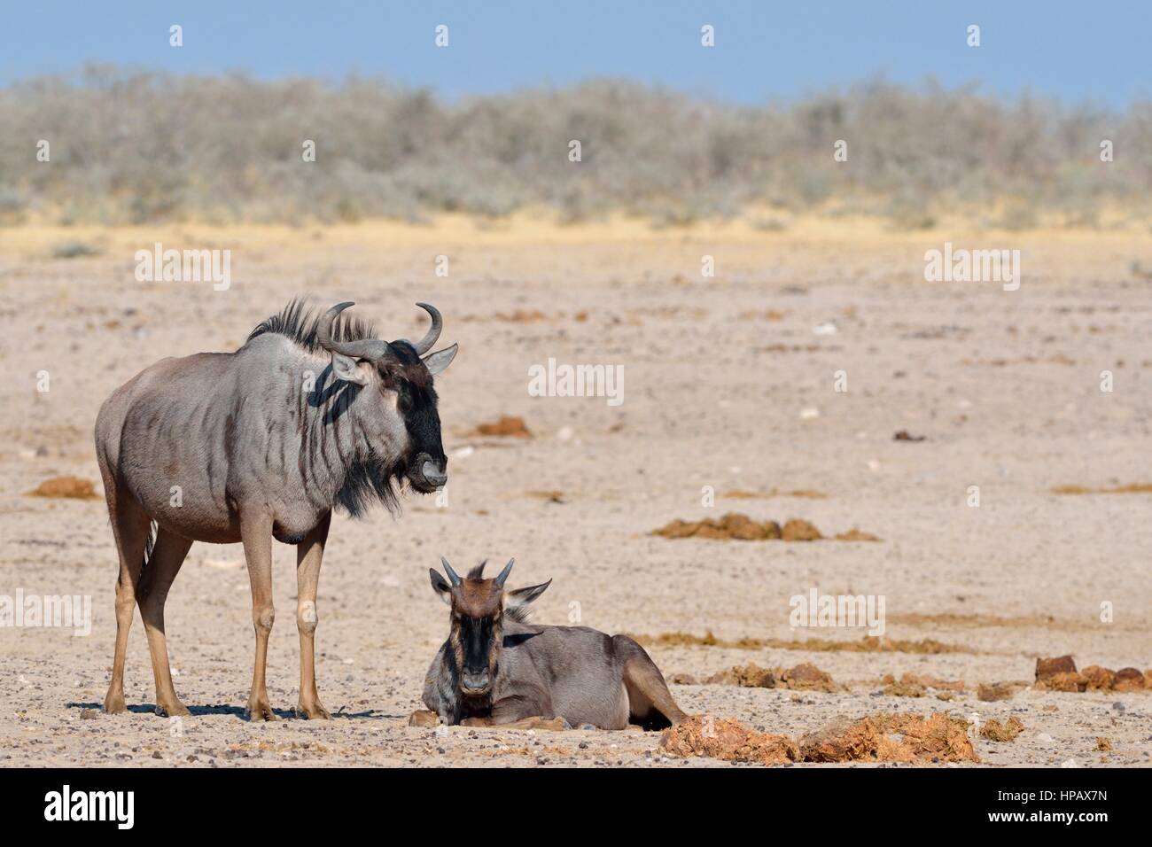 Due wildebeests blu (Connochaetes taurinus), adulti e giovani sulla terra arida, il Parco Nazionale di Etosha, Namibia, Africa Foto Stock