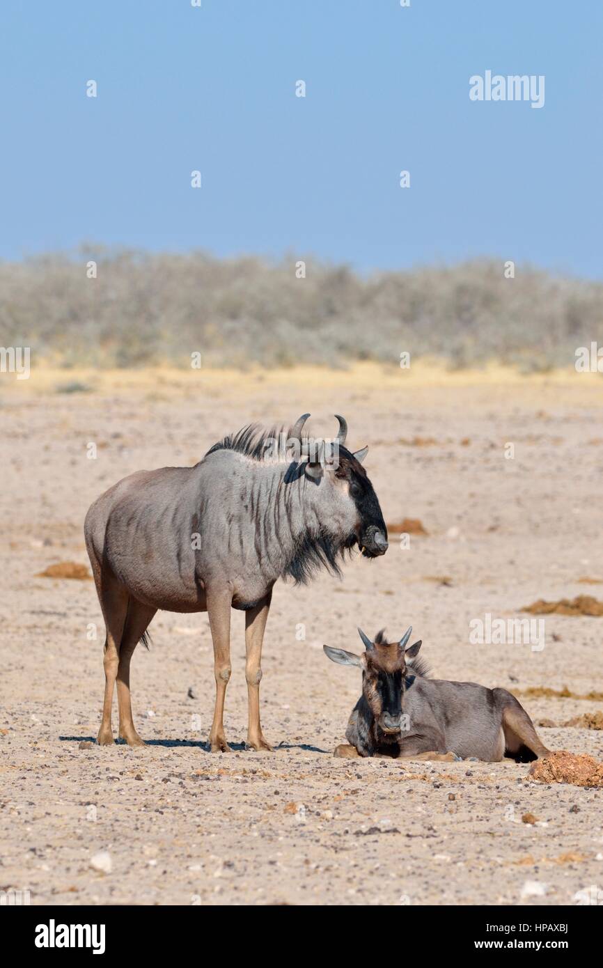 Due wildebeests blu (Connochaetes taurinus), adulti e giovani sulla terra arida, il Parco Nazionale di Etosha, Namibia, Africa Foto Stock