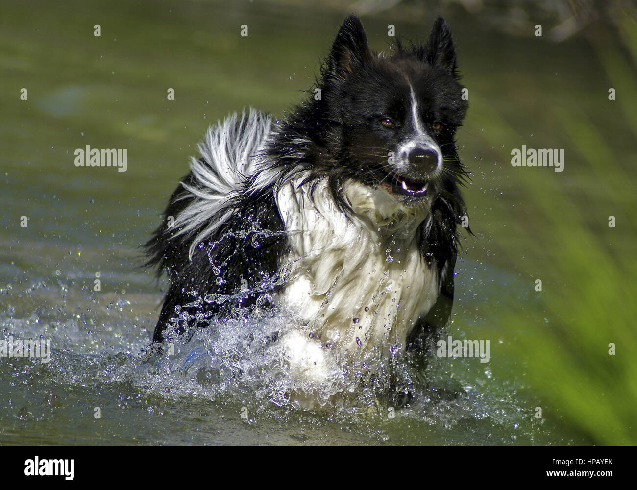 Hund springt durch wasser Foto Stock