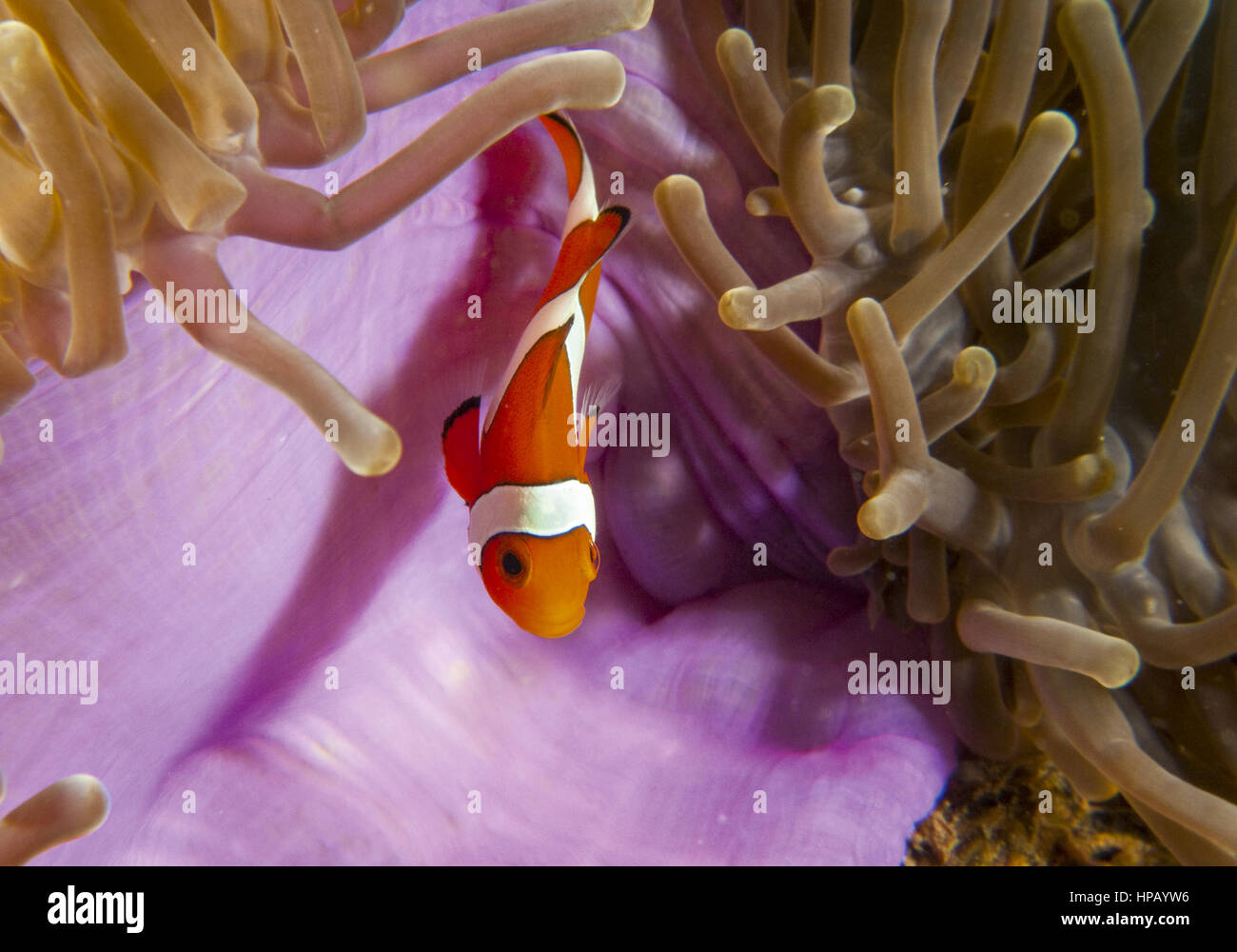 Clownfisch, unterwasseraufnahme Foto Stock