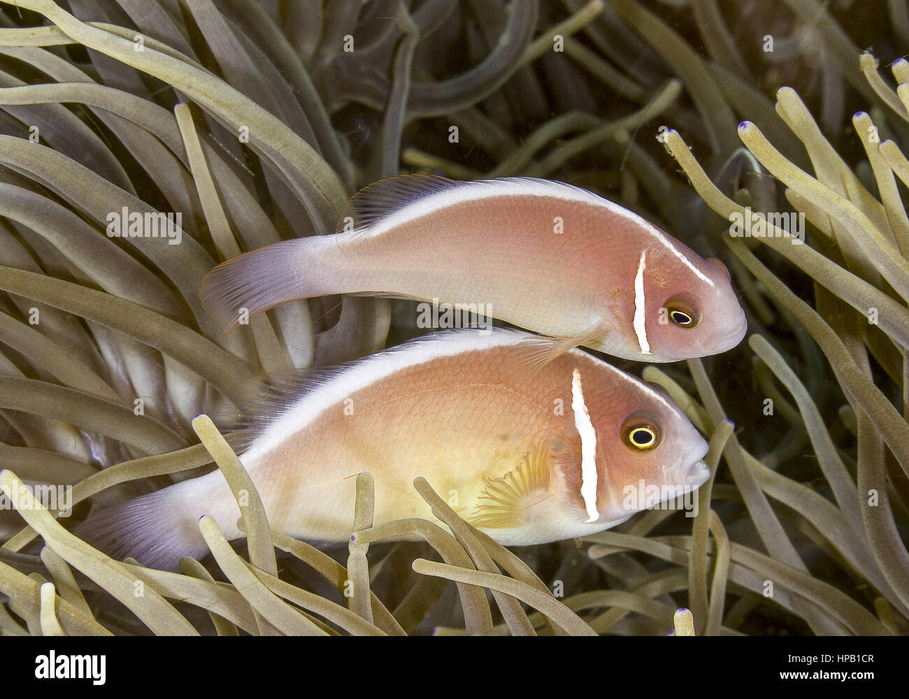 Halsband-anemonenfisch Foto Stock