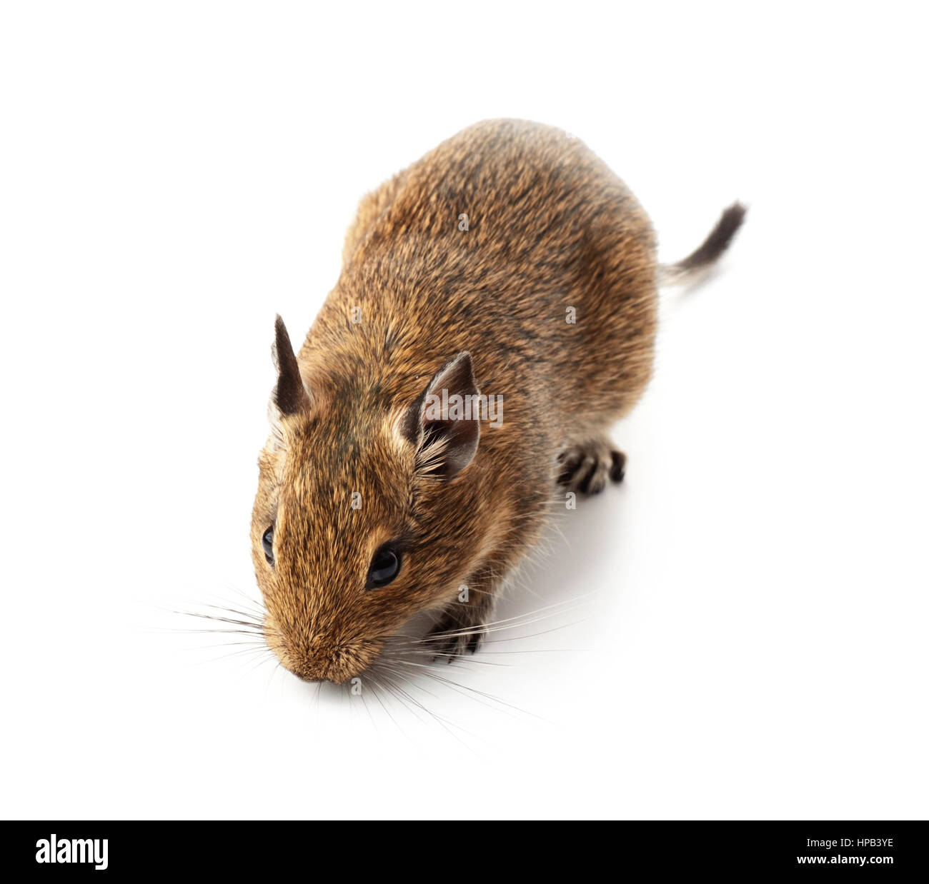 Giovane animale degu mouse isolato su uno sfondo bianco Foto Stock