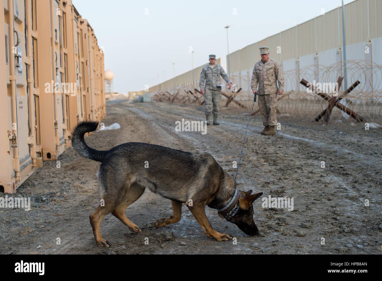 Stati Uniti Marine Corps cani esercitazioni militari del suo cane da lavoro con una bomba di rilevamento esercizio di addestramento di Al Dhafra Air Base 9 febbraio 2017 ad Abu Dhabi, negli Emirati Arabi Uniti. Foto Stock