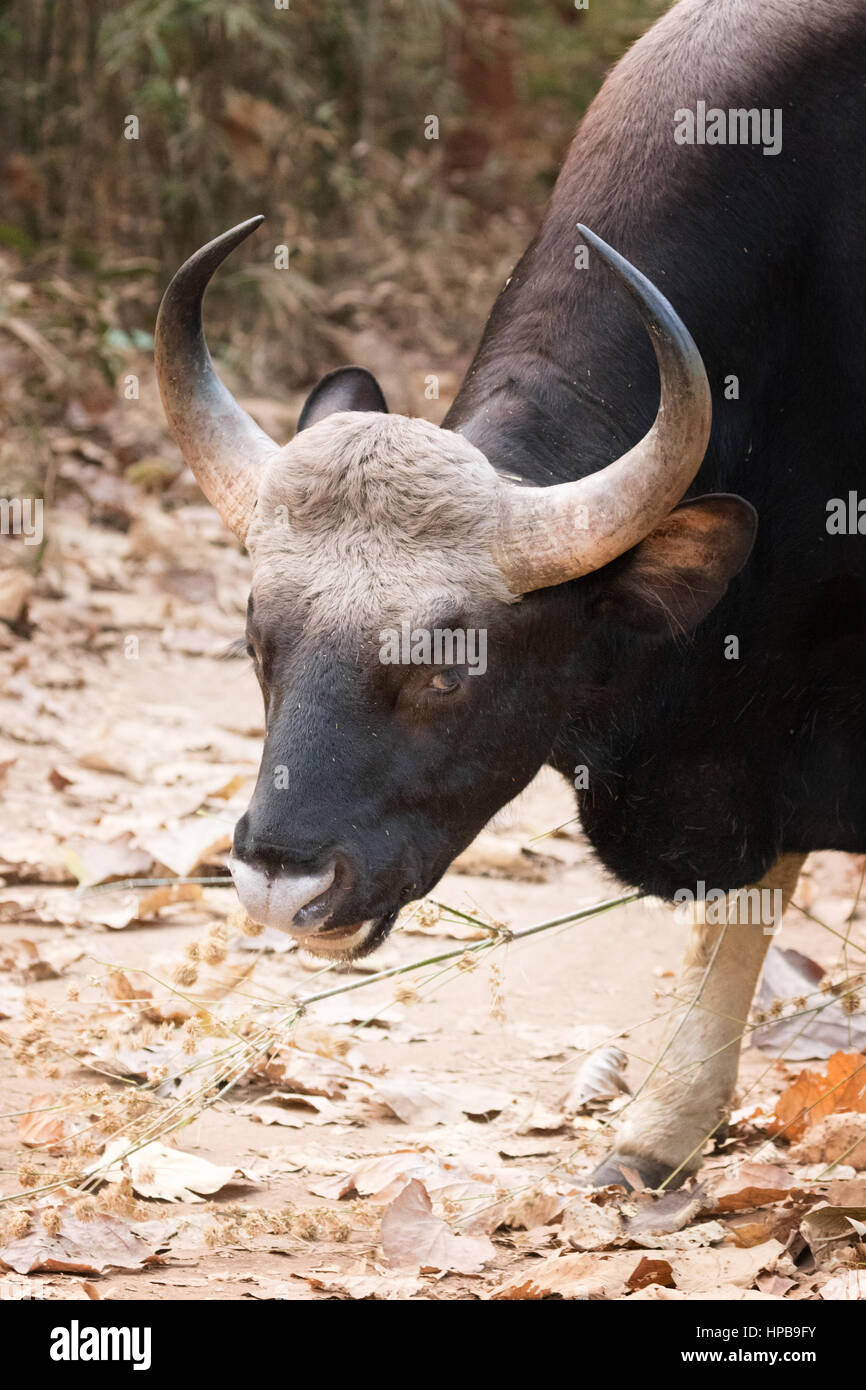 Wild Gaur, o indiano, Bison - Bos gaurus, close up di testa; Tadoba parco nazionale, nello Stato del Maharashtra, India, Asia Foto Stock