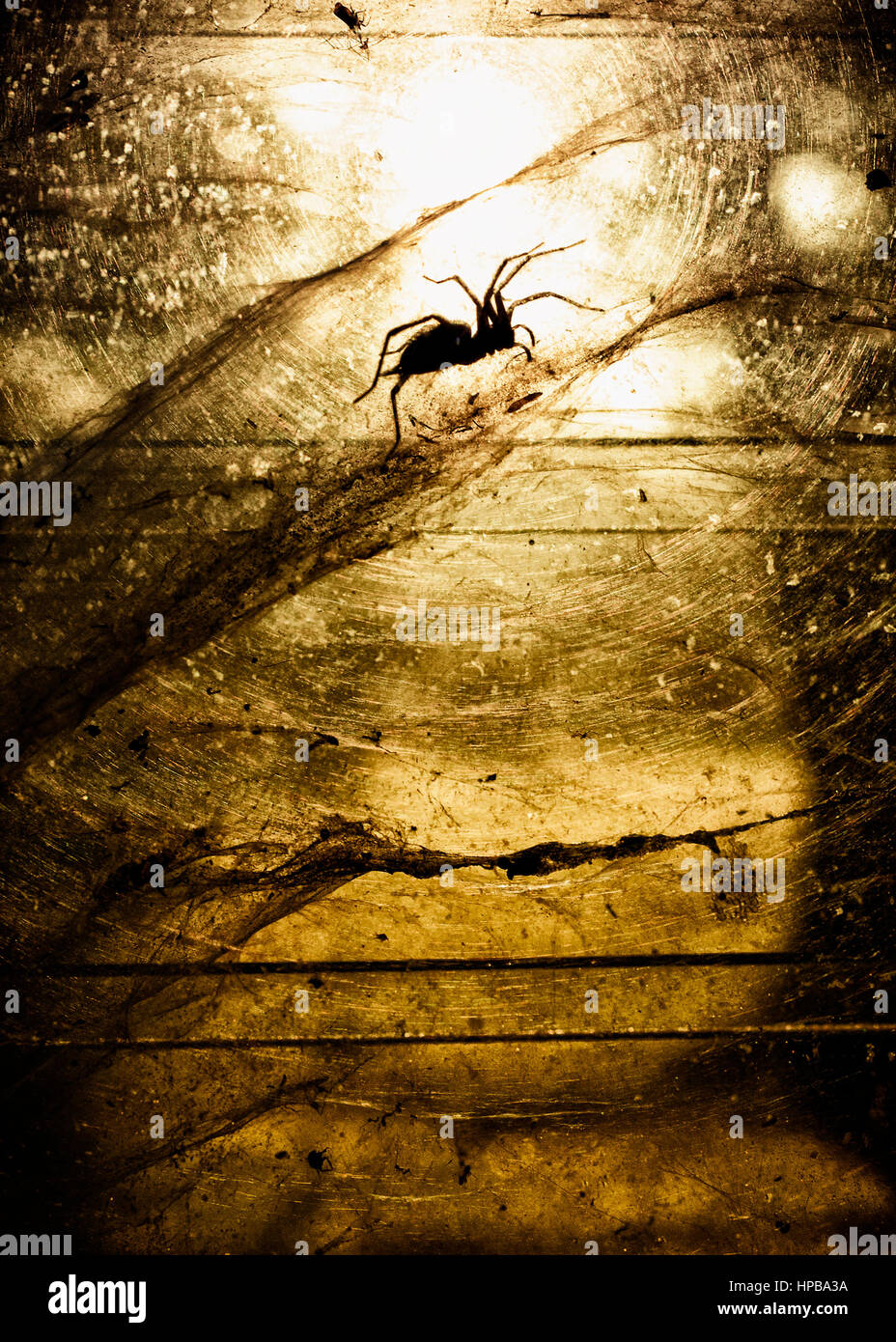 Silhouette di imbuto e web spider tra due lastre di vetro. Foto Stock