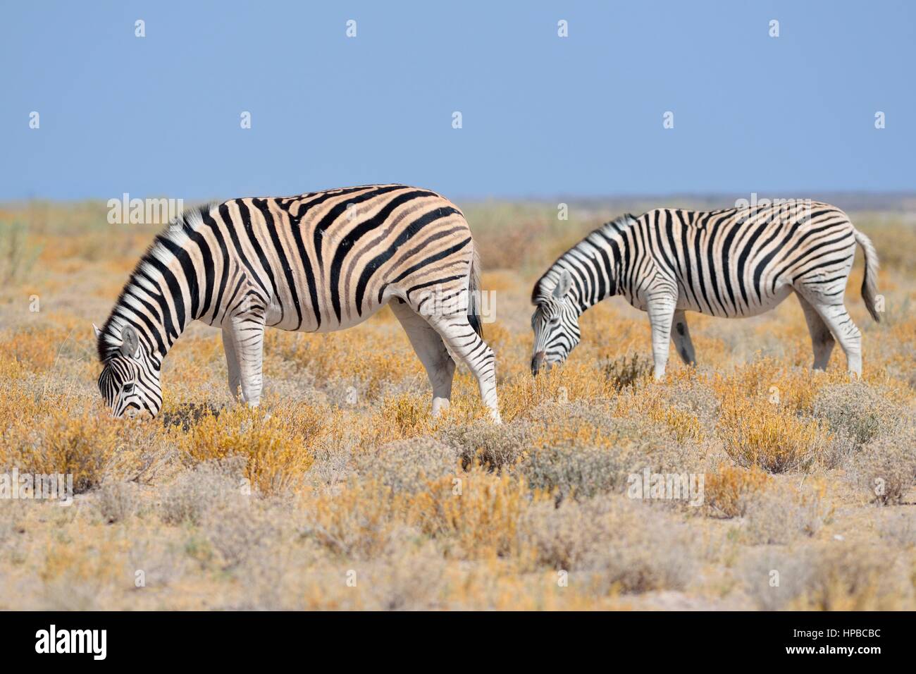La Burchell zebre (Equus quagga burchellii), che pascolano nella steppa arida, il Parco Nazionale di Etosha, Namibia, Africa Foto Stock