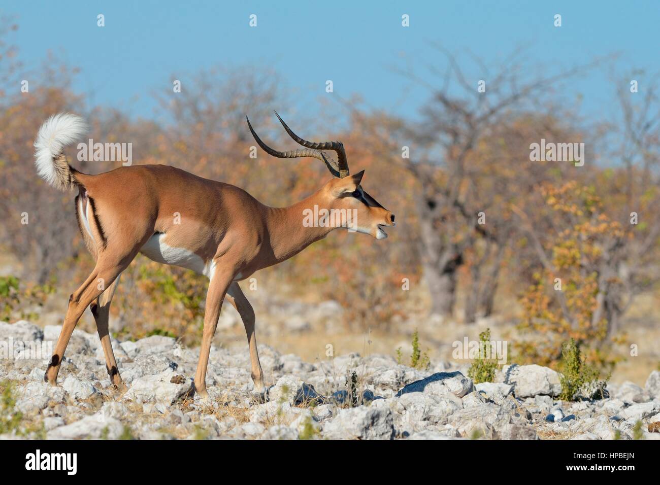 Gli impala dal muso nero (Aepyceros melampus petersi), maschio adulto sul terreno pietroso, bicchieratura, il Parco Nazionale di Etosha, Namibia, Africa Foto Stock