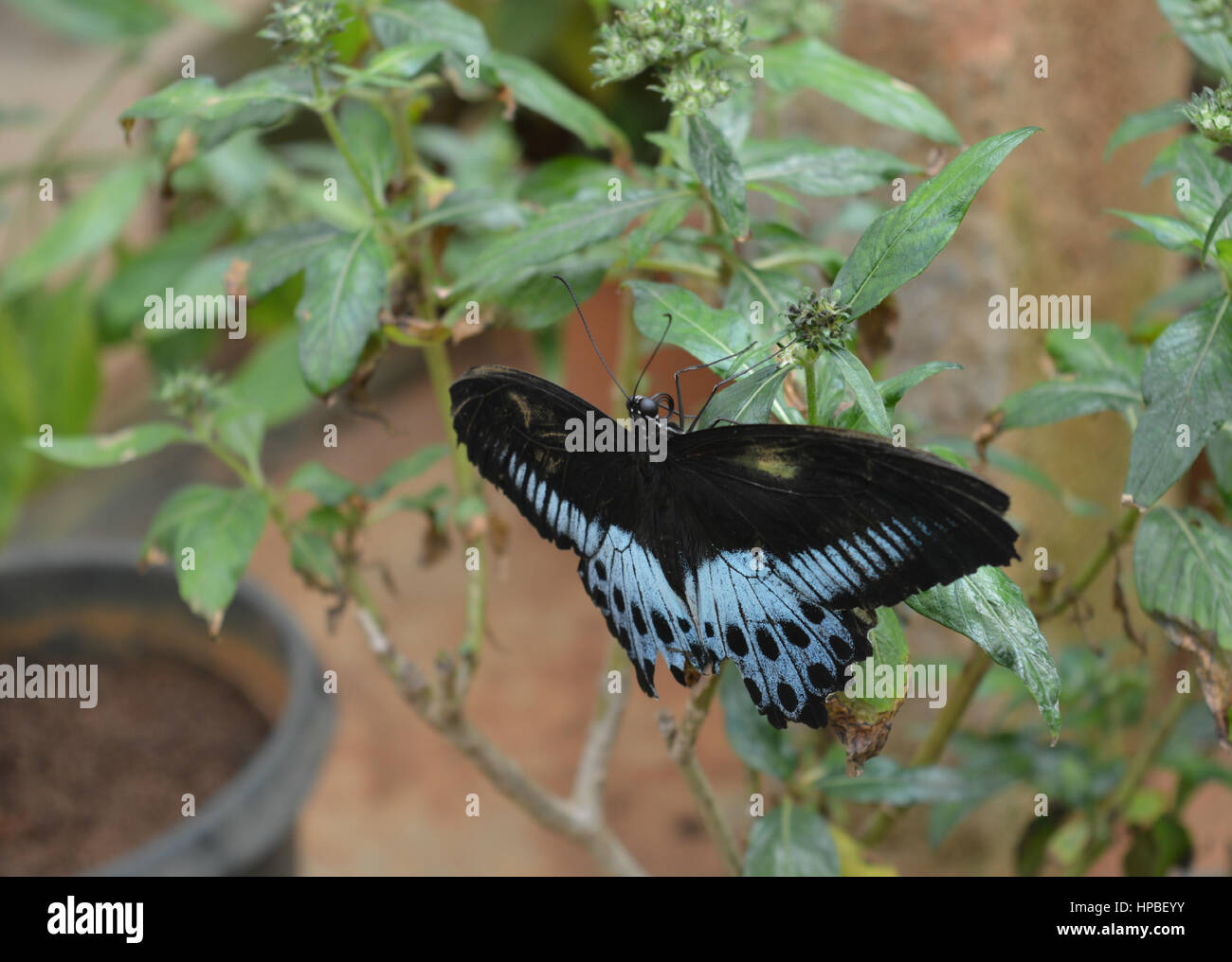 Blu farfalla monarca in Bannerghatta National Park, Karnataka, India Foto Stock