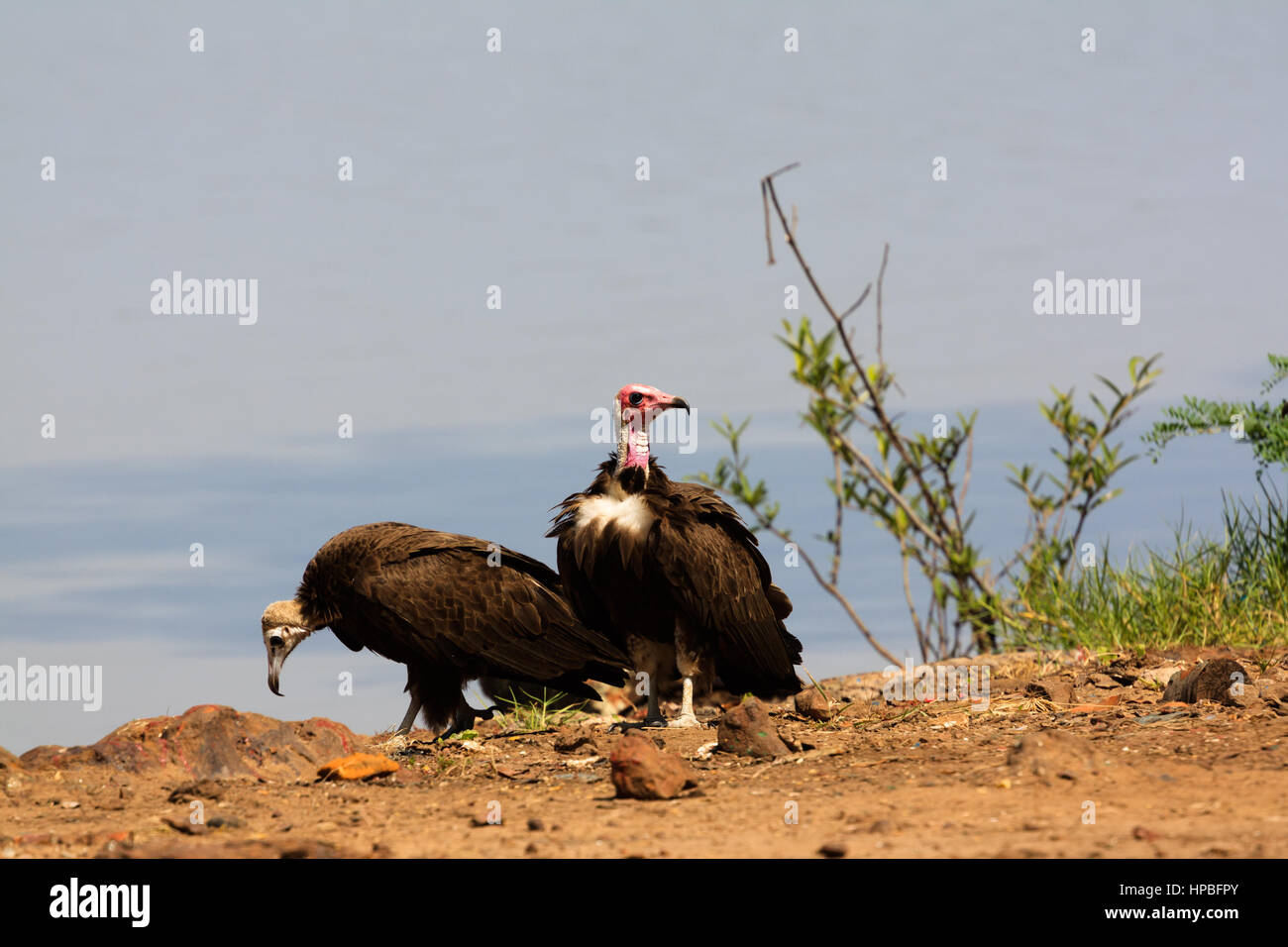 In pericolo critico hooded vulture (Necrosyrtes monachus) sul fiume Gambia Foto Stock