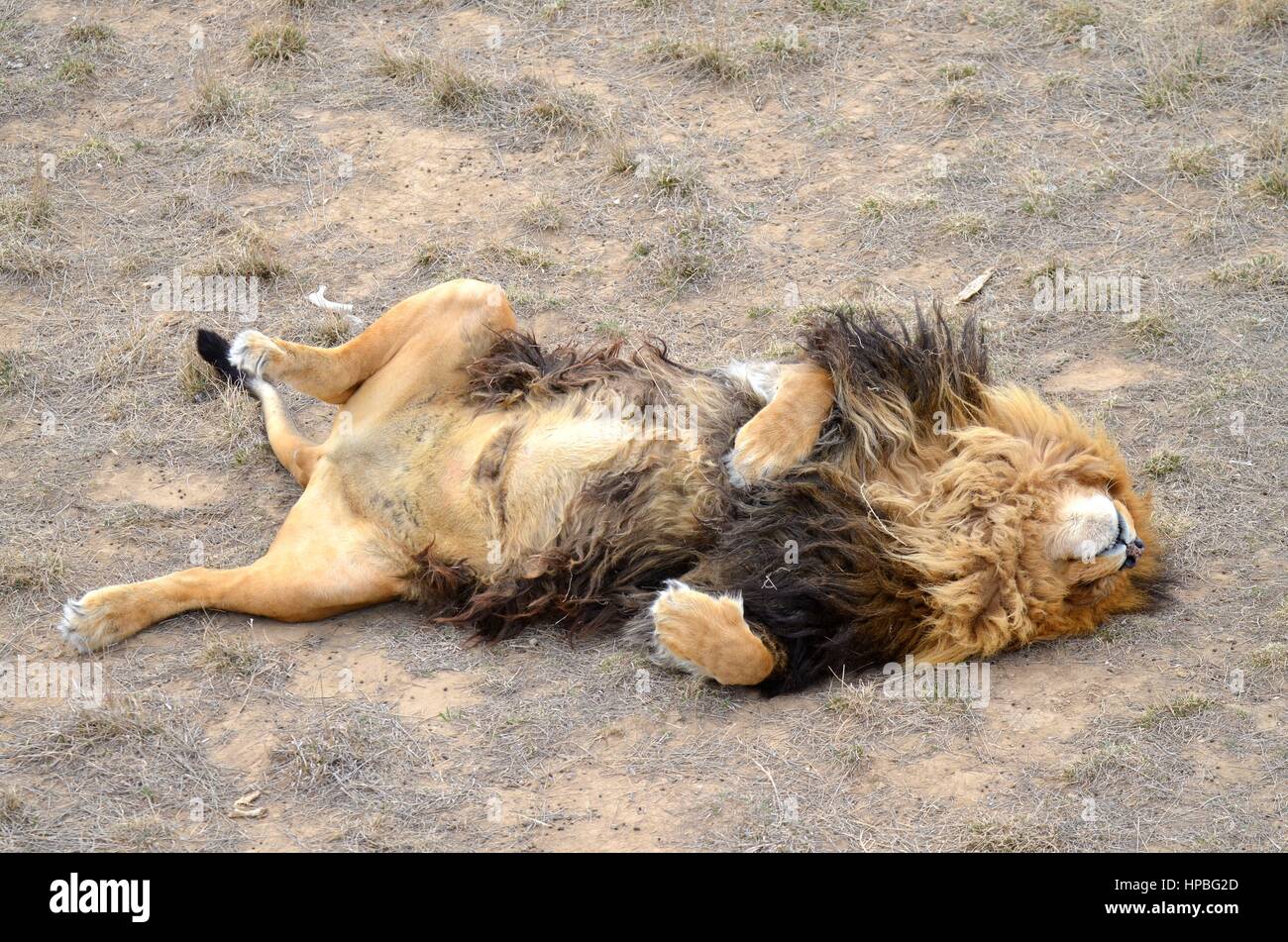 Napping lion Foto Stock
