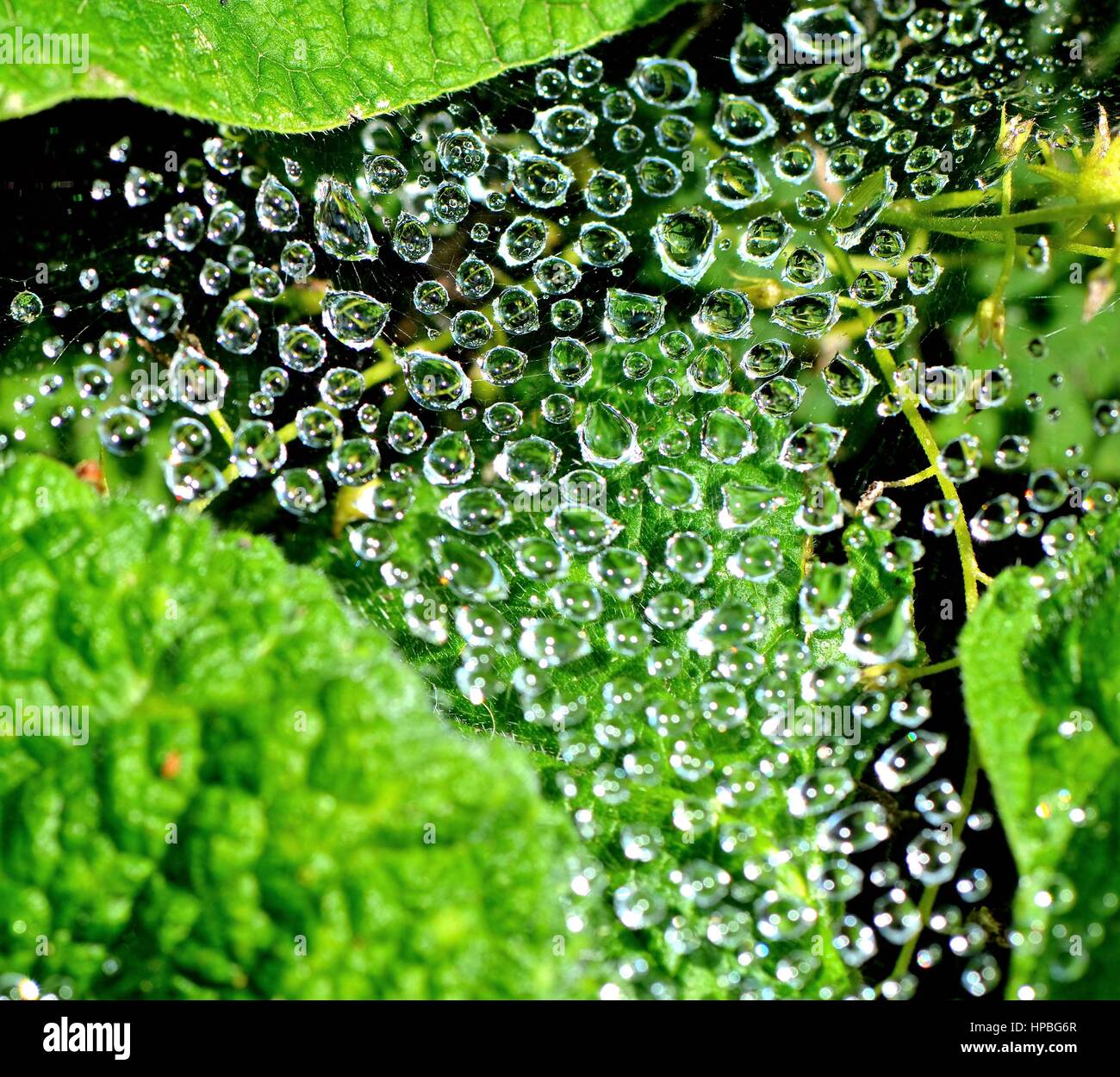 Gocce d'acqua sulla Spider Web Foto Stock