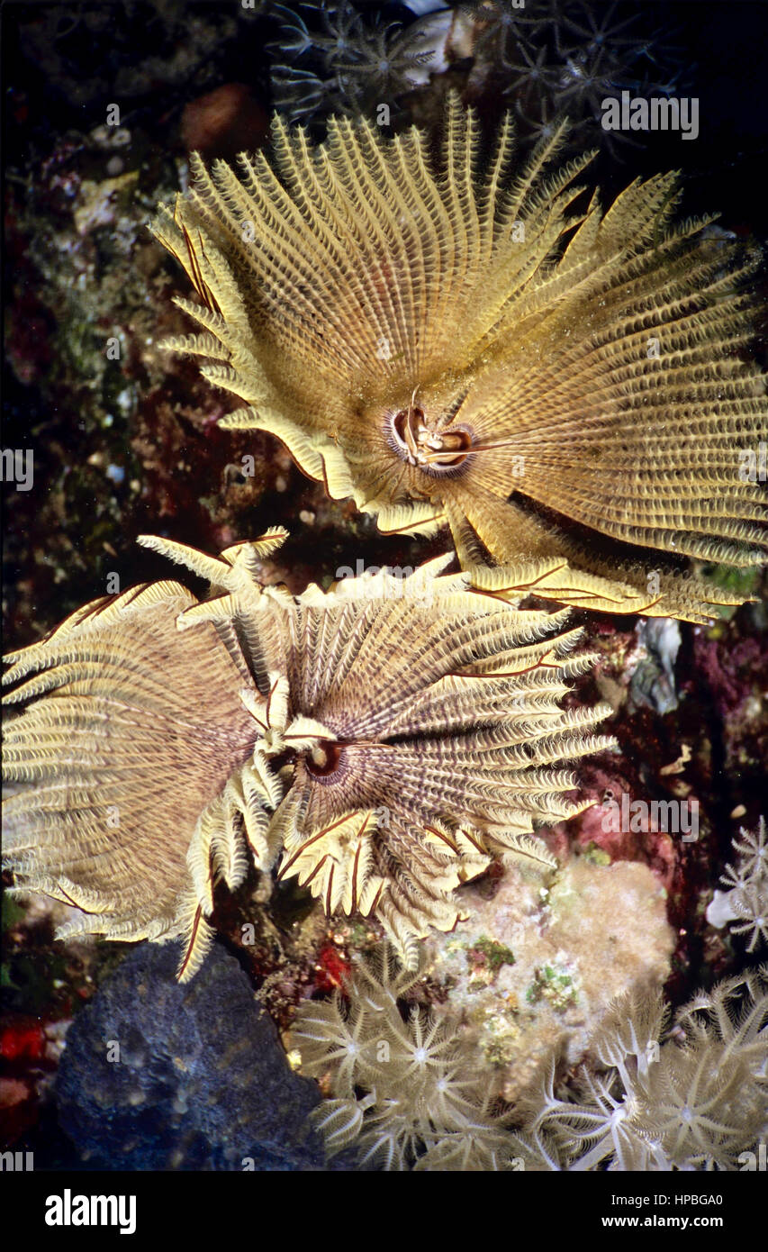Una coppia di polychaete tubeworms (Sabellastarte indica). Se sono in grado di rilevare uno si avvicina, essi ritrarre i loro corpi con rapidità nella loro tubi. Mar Rosso. Foto Stock