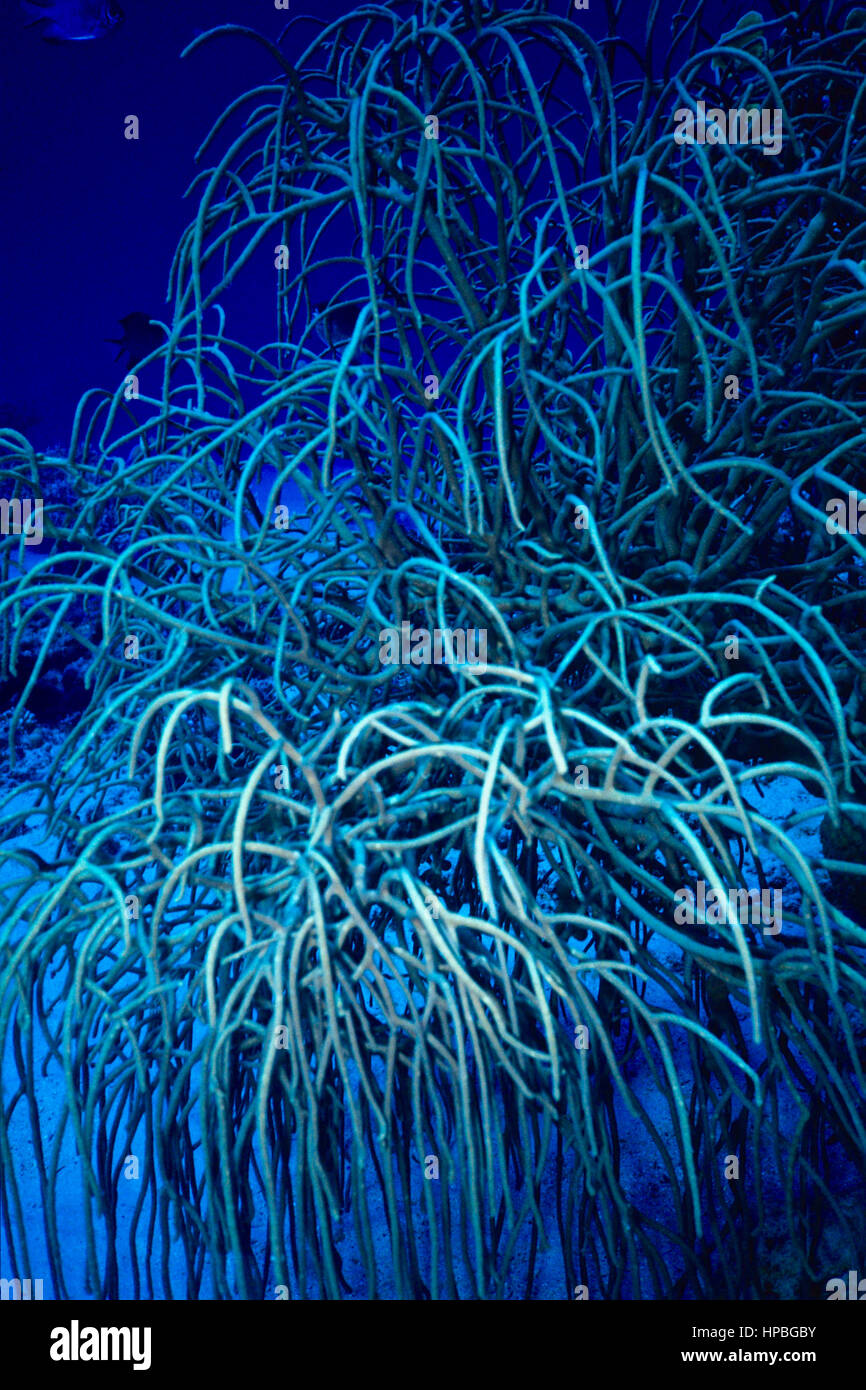 Una gorgonia coral (Rumphella torta) mostrante la struttura ad albero-come caratteristiche di questa specie. Fotografato nel Mar Rosso egiziano. Foto Stock