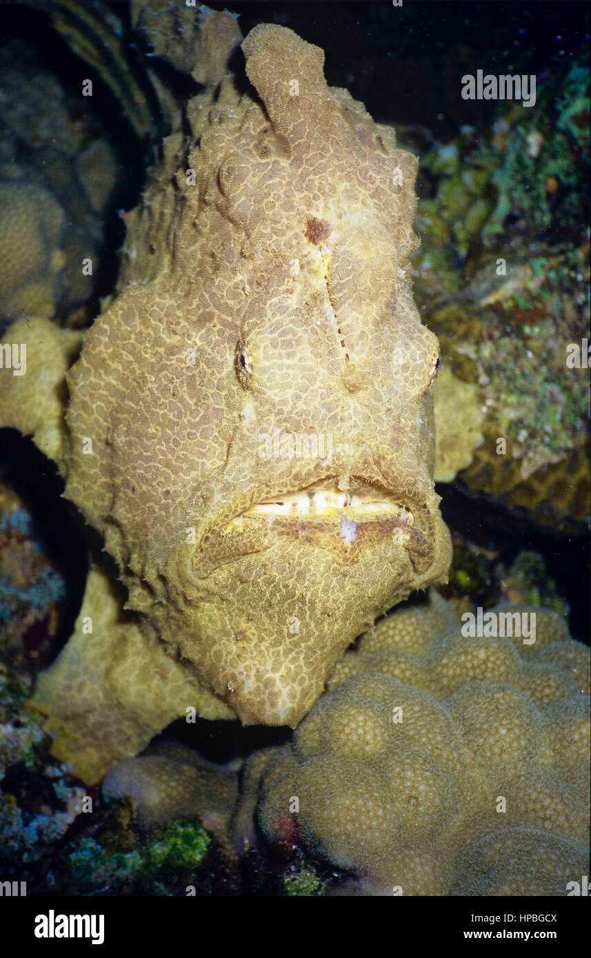 Un altamente mimetizzata pesce rana (Antennarius pictus): un agguato compiuto predator con uno sciopero più rapida rispetto a quella di un cobra. Muqabila, Taba, Egitto. Foto Stock