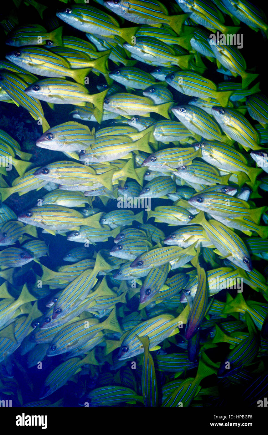 Bluestripe snapper (Lutjanus kasmira) si trovano nel Mar Rosso e negli Oceani Indiano e Pacifico. Essi vivono in prossimità di barriere coralline. Maldive. Foto Stock