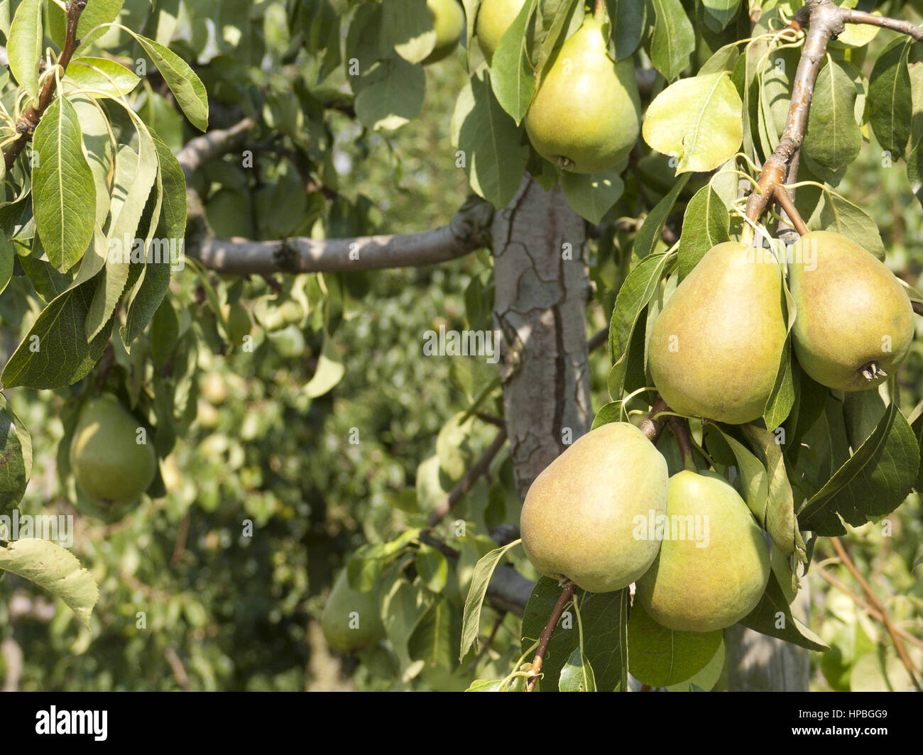 Epoca di vendemmia, pere mature su pear tree. Foto Stock