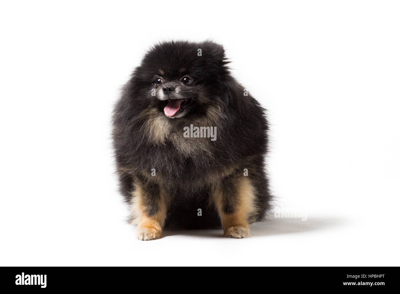 Cane nero razza Pomerania isolato su bianco Foto Stock