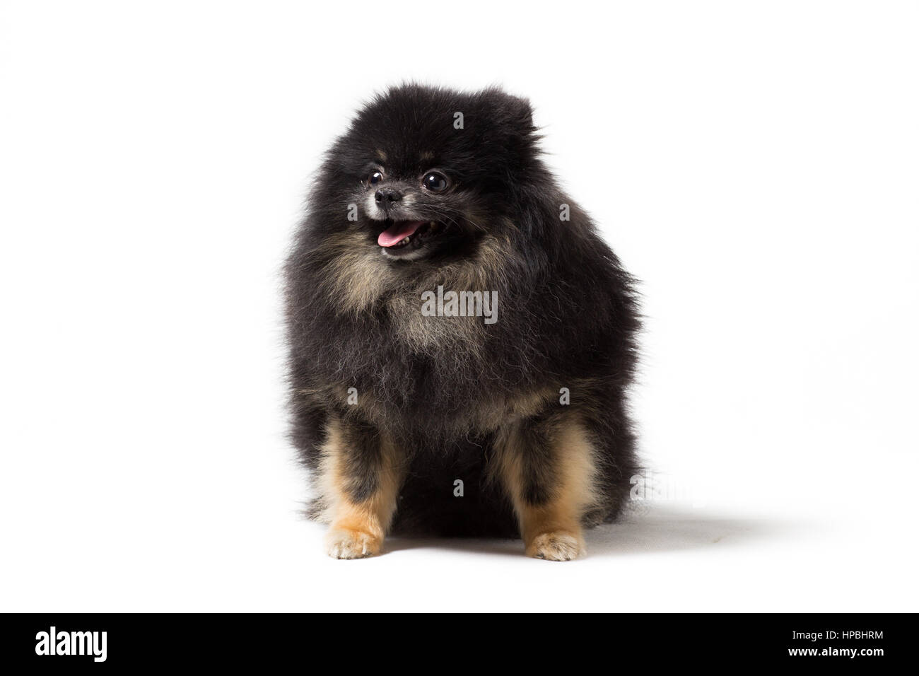 Cane nero razza Pomerania isolato su bianco Foto Stock