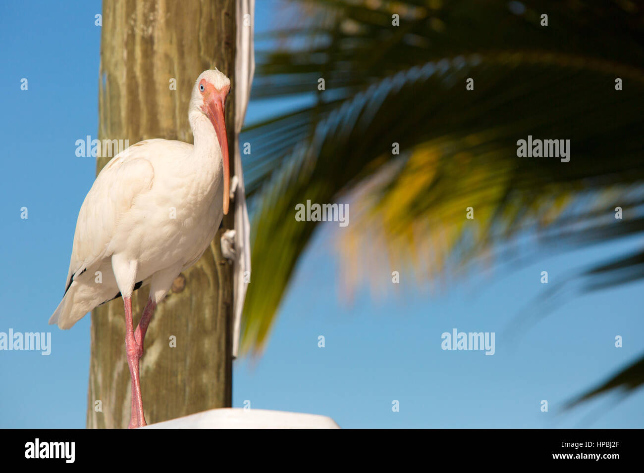 Ibis bianco della Florida. Foto Stock