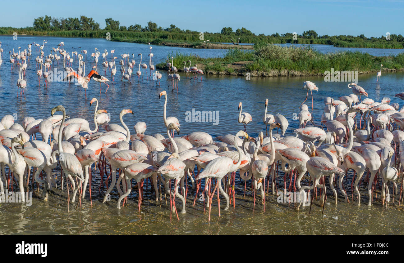 American fenicotteri (Phoenicopterus ruber), Parc Ornithologique du Pont de Gau, Camargue, Francia , in Europa Foto Stock