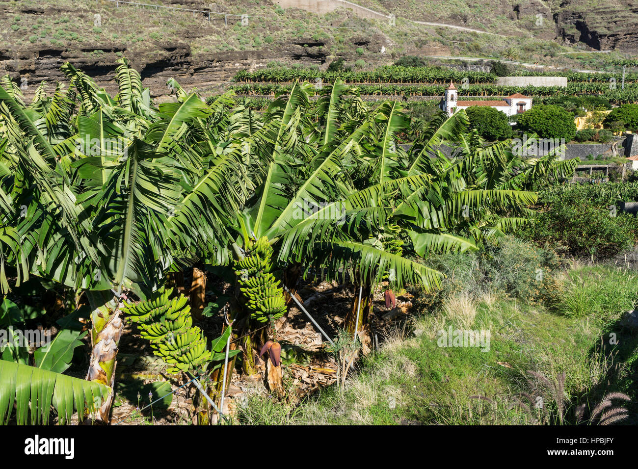 Piantagione di banane nei pressi di Tazacorte, sfondo Chiesa Santuario de las Angustias , La Palma Isole Canarie Spagna Foto Stock