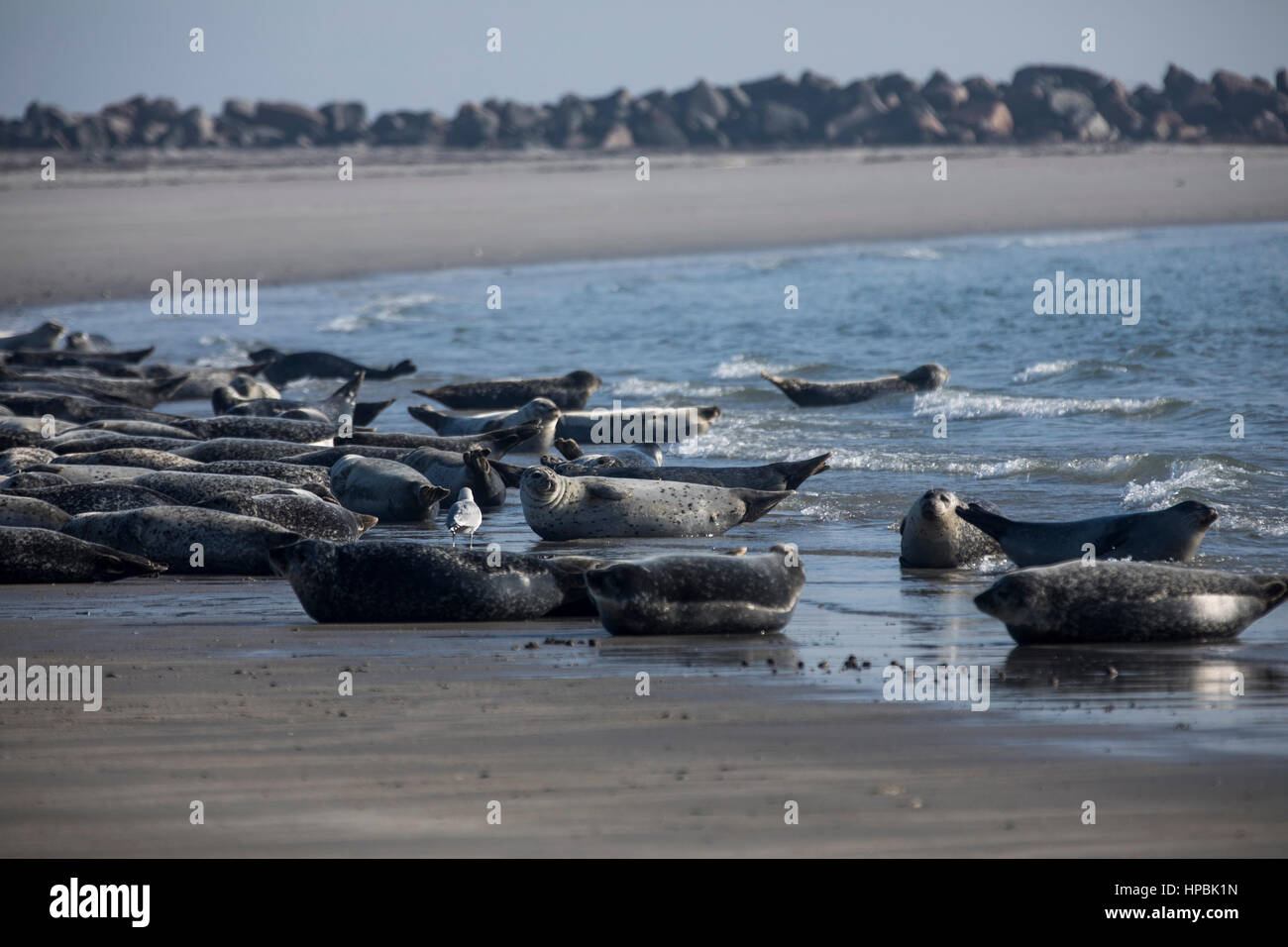 Le guarnizioni sulla spiaggia di dune di sabbia, un vicino isola di Helgoland, un isola tedesca nel mare profondo regione del Mare del Nord, Foto Stock