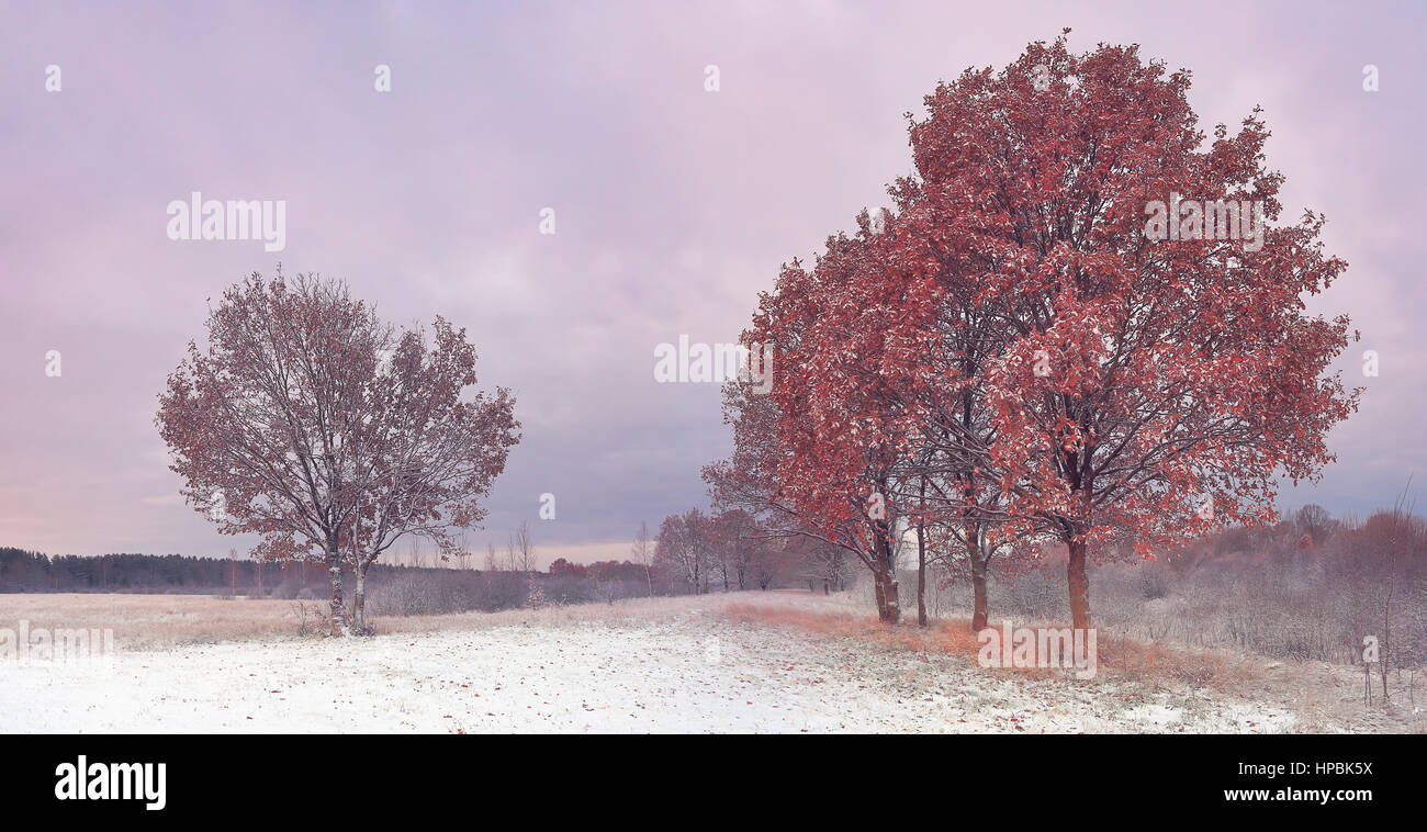 Autunno paesaggio panoramico. Alberi Rossi nel campo nevoso. Nuvoloso sunrise. Foto Stock