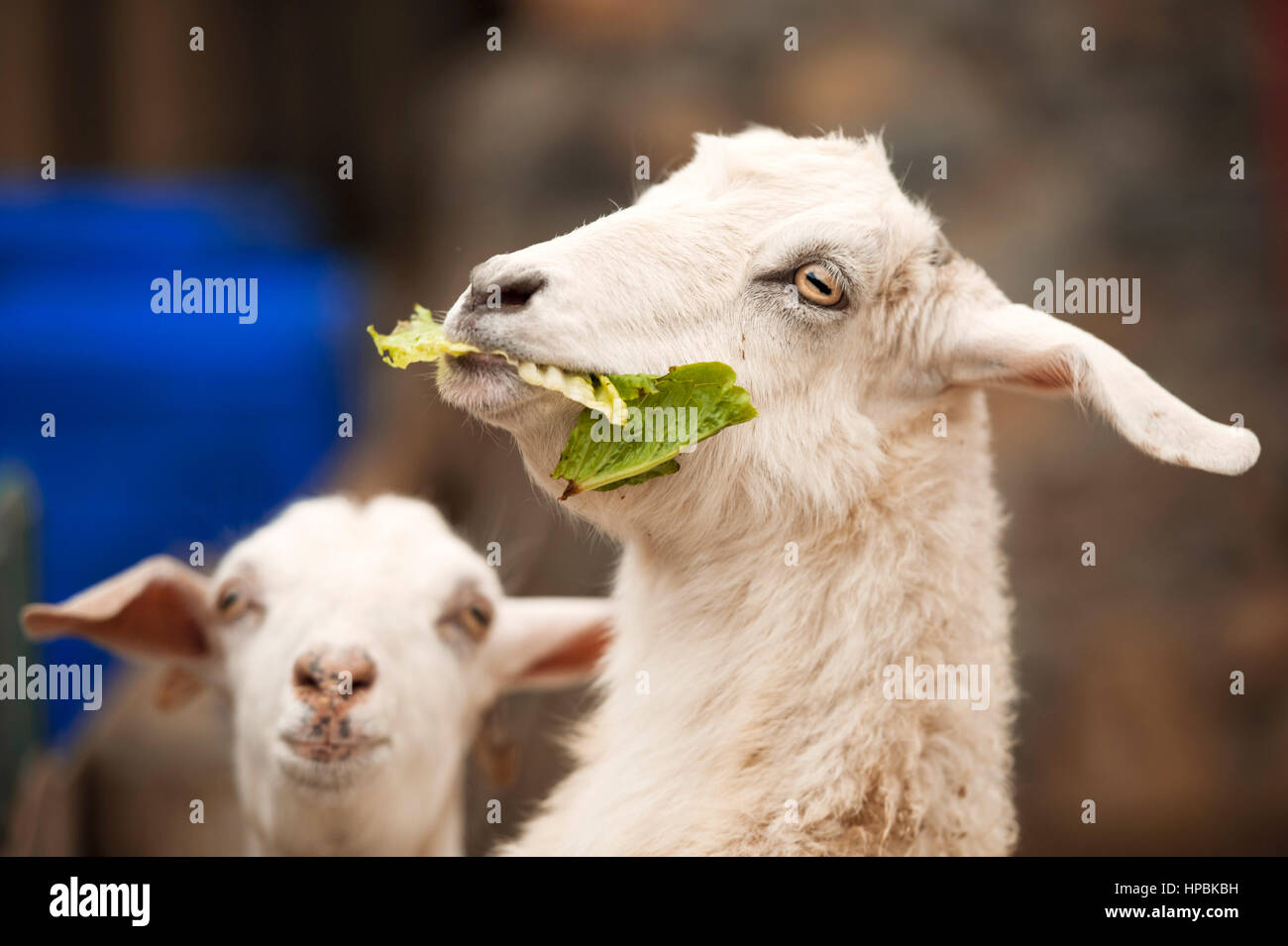 In primo piano di alimentazione di capra Foto Stock