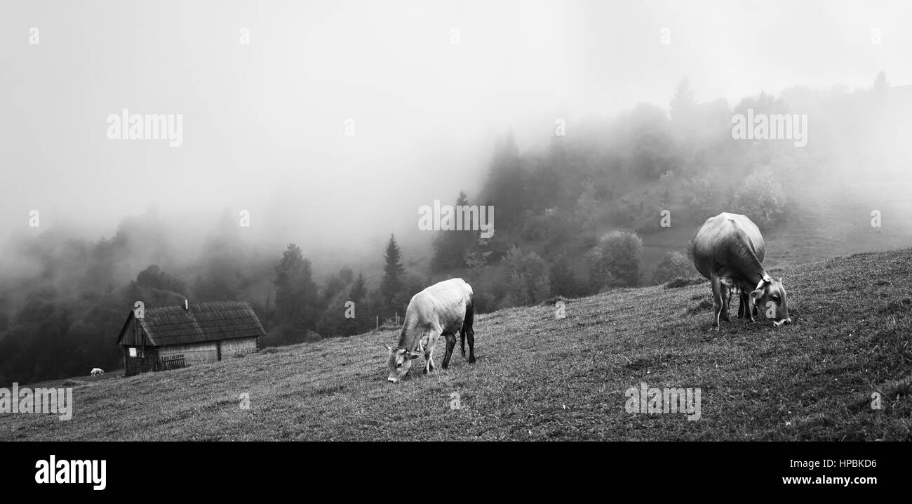 Due mucche su colli alpini mangiare erba verde su bianco e nero Foto Stock