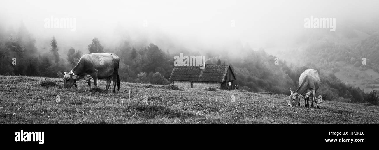 Le mucche in montagna a mangiare erba verde su bianco e nero Foto Stock