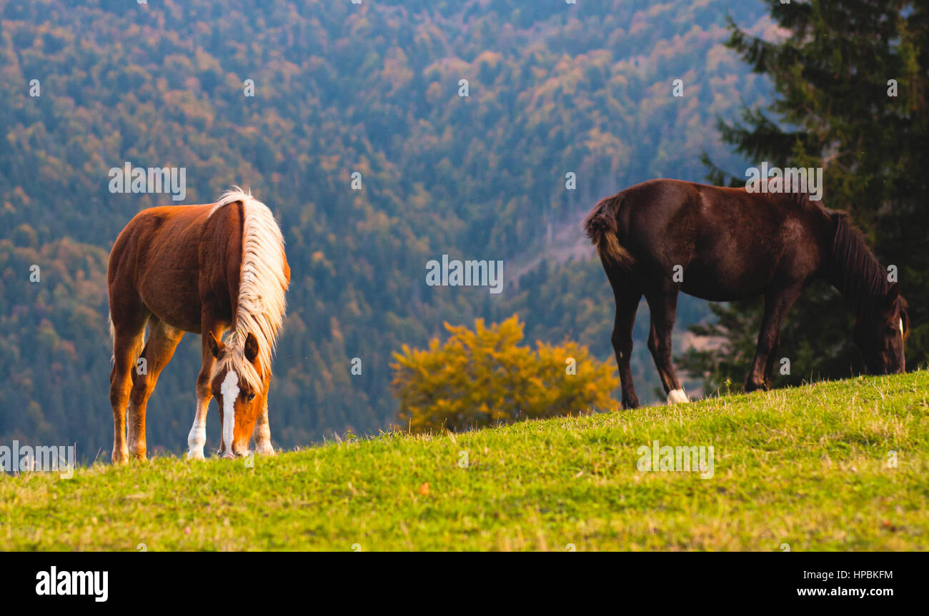 Due cavalli sulle verdi colline mangiare erba Foto Stock